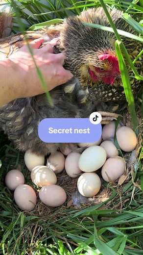 Hidden Chicken Nest Found with 19 Eggs