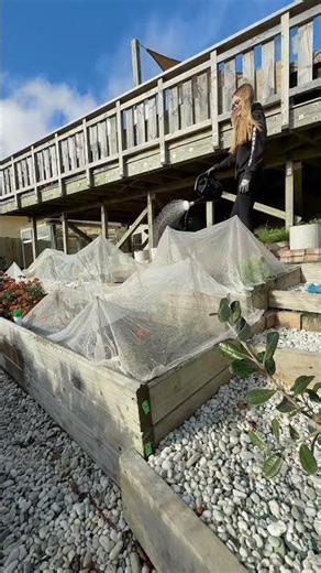 Garden bed feeding time with @whaea.estelle #tui #tuigarden #gardening