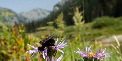Where is the western bumblebee? The super-pollinator declined 57% in 2 decades, study said