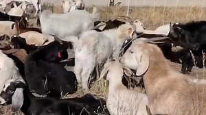 19K views · 87 reactions | More than 1,000 goats were shipped to a Denver community in an effort to prevent fires. Why exactly? The herd is part of an organization that specializes in fire mitigation through grazing on dry vegetation. | USA TODAY Video | Facebook