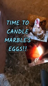 530 reactions · 7 comments | Candling Marble's eggs to check development and pull out bad ones. We definitely don't want a bad egg to crack or explode into a mess!!  Plus then she can focus on the good ones. Follow us @duckberryfarm #eggs #candling #muscovyducks #ducklife #duckfarm #smallfarm #womenfarmers #homesteading | Duckberry Farm | Facebook