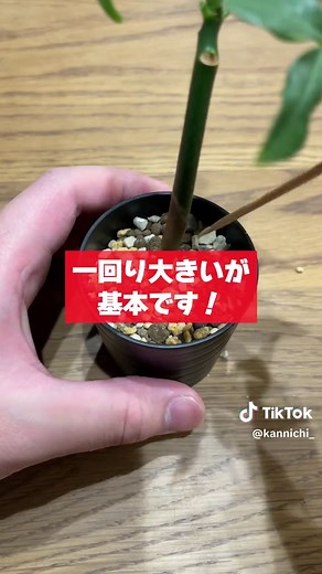 観葉植物初心者必見！パキラの育て方