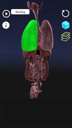 Human reproductive system 3d image subscribe #biology #subscribe