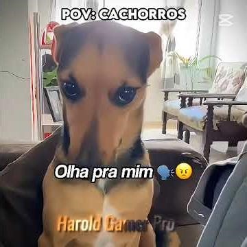 Cachorrhinos engraçados do Brazil🇧🇷#brasil #cachorrinho #ençracado #humor