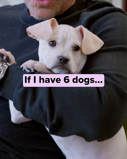 9K reactions · 925 shares | Actor and dog-dad Rob Lowe says: NEVER feed your dogs these foods!  ❌ Avoid these “No Go” foods at all costs if you want your dog to feel their best. ✅ Instead, reach for the “Go foods” the actor shares in this video — watch it now to see what to feed your dog to give them more energy, flexible joints, strong muscles, and a full, healthy life.  https://rebrand.ly/RobLoweDogFood | Rob Lowe | Facebook