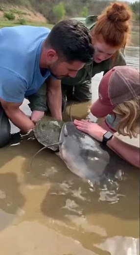 TURTLE PULLED FROM THE MONSTER'S MOUTH! | Shell-Shocking Rescue🤯😱 #TurtleRescue #CatfishMonster