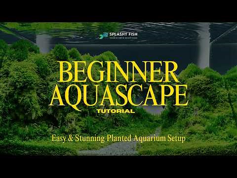 Beginner Aquascape Tutorial: Easy & Stunning Planted Aquarium Setup