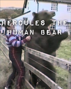 2.6K views · 15 reactions | Hercules the Grizzly: A 10-Foot Bear Raised by Humans #herculesthehumanbear #herculesbear #andyrobin | Heavy Petting | Facebook