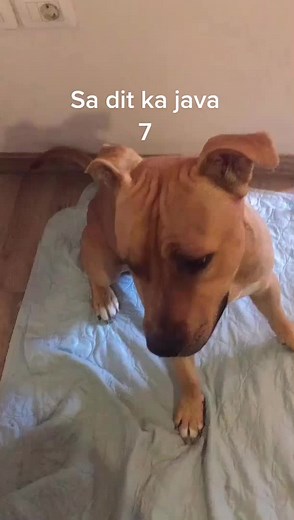 CASH THE PITBULL on TikTok
