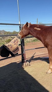 Always curious, always brave | Scout's Trail