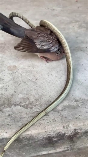 Ornamental Snake vs Forest Birds. #reels