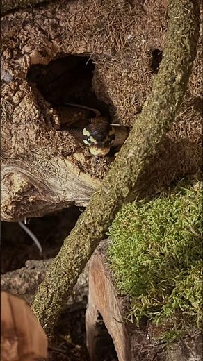 Ball python in bioaktive Terrarium