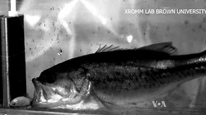 Fish Use Whole Bodies When They Eat