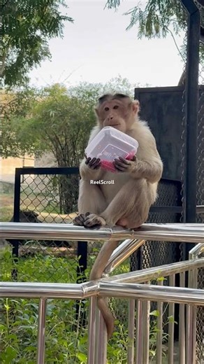 Cute Monkey Eating Like a Boss #trending #viral #monkey