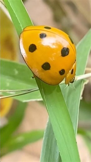 Asian Lady Beetle / Harlequin