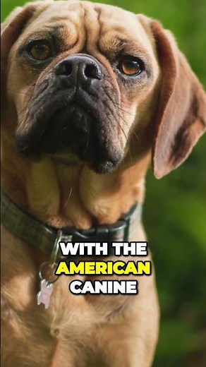 Meet Puggle - Fun Loving Family Companion Dog