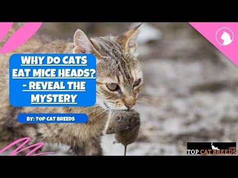 Why Do Cats Eat Mice Heads? - Reveal The Mystery | Top Cat Breeds