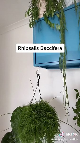 Low Light Tolerant House Plants: Top Recommendations for Dark Spaces