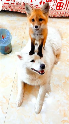 They are Timon and Pumbaa!! #funfacts #amazing #animal #cat #dog #pets