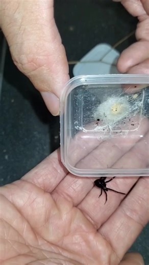 the same video but trying it with a new edit. sorry if you seen the original and are getting annoyed #jokes #joerogan #commedy #spiders #venomous #bugs #fakebody #fakesituation