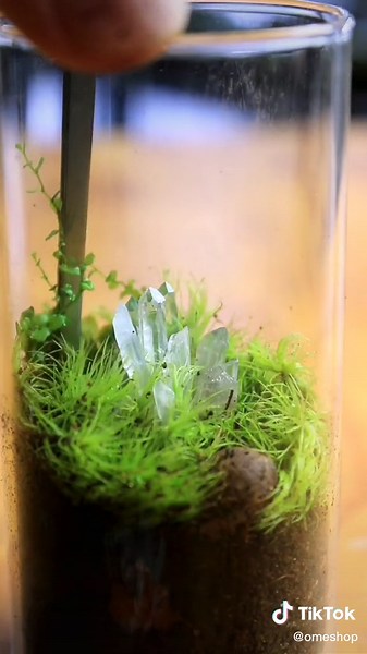 Creating a Mini Crystal Terrarium