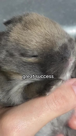 Adorable Bunny Rabbitry Featuring Baby Bunnies and a Secret Dog