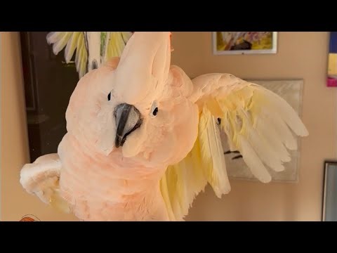 A little performance, then it’s time to check out the pantry 😃🧡