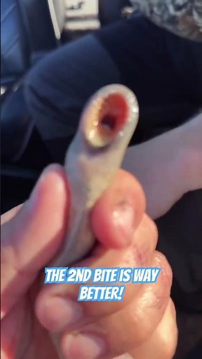 Lamprey bite! 😆 I can’t believe it actually latched on to him! #bassfishing #fishing #fish