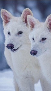 38K views · 328 reactions | Researchers claim to have revived the ancient dire wolf, extinct since the Stone Age. But some scientists aren't convinced the prehistoric species is actually back. | DW News | Facebook