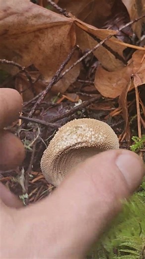 Puffing a puffball #puffball #puffballmushroom #explosion #nature #dissapointingdrops