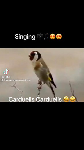 Carduelis Carduelis Singing 🎼🎵🤩🤩🤩🤩 Beautiful ❤️ Nature #breeders #birds #breending #breedingseason #nature #naturelovers #natureloversinstagram #jilguero #chardonneret #chardon #criarépreservar #criadores #birdslover #gardenbirds #natureza #european #faunaeuropeia #faunasilvestre #SDCC #girasol #feeding #feedingbirds #dance #silvestre #faunayflora #passaros #naturelife #reels#longweekend #weekend | Fauna Europeia e Americana