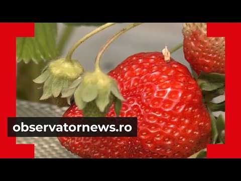What the largest strawberry greenhouse in the west of the country looks like. 2 million euro inve...