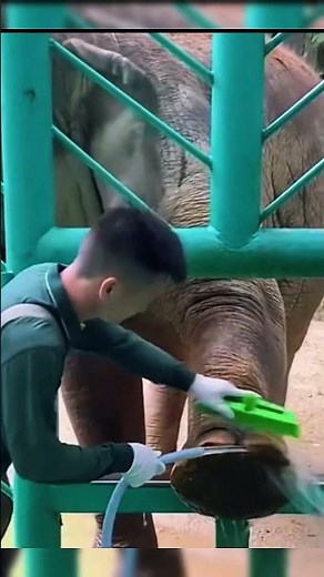 This ELEPHANT Is VERY Smart! 🐘❤️