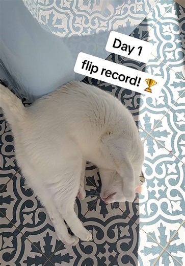 DAY 1 of the flip record series! I’ll be following Boy around all week (like I always do) counting all the flips he decides to do, to set an all time week-long record. Follow us to keep track and see what the grand total ends up being! Comment below which of today’s fantastic flips was your favourite 👇🏼 #funnycat #gymnastics #frontflip #series #worldrecord