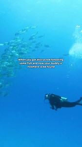 378K views · 3.1K reactions | Lost your dive buddy? Stay calm & follow these steps:  Stop & look – Scan in all directions for bubbles.  Turn & listen – Do a 360° check and listen for tank noises.  Wait 1 minute – Stay put and keep looking.  Ascend slowly – Maintain control, scanning as you go.  Reunite at the surface – Most lost buddies surface. Signal if needed.  Prevention Tip: Stay close, communicate, and plan your dive! | PADI | Facebook