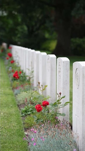 War Pigeons: Brave Avian Heroes of WWI! 🕊️🏅
