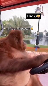 96K views · 3K reactions | Kavi ki kalpna animal's funny moments #animals #animal #animallovers #pet #petlovers #petcare #orangutan #monkey #funny #cute #crazy #viral #trending #instalike #instagood #instamood #instadaily #instagram #reelkarofeelkaro #reelitfeelit #reelsindia #reels | Comedy Of Animals | Facebook