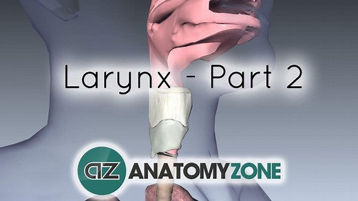Larynx - Ligaments, Membranes, Vocal Cords - 3D Models, Video Tutorials & Notes | AnatomyZone