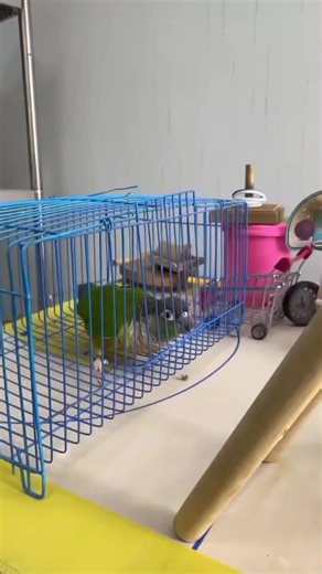 #parrotlet #birdlover #petbird #birdtricks #fyp