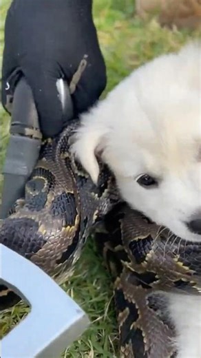 Man Saves Dog as Python Tightens Its Grip #dog #snake #wildlife