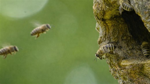 A hidden camera captured bees working around the clock