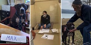 Rescue dog finally lands 'forever home' after swapping places with shelter director