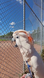 Hax Max has found his new calling—being a baseball cheerleader? 🎉⚾ With his crest-shaking excitement and loud encouragements, he makes sure every player knows they’re AWESOME. 🐦💖 Should Max officially join the team as their #1 cheerleader? 🏆 Tell us in the comments! | Max the Moluccan