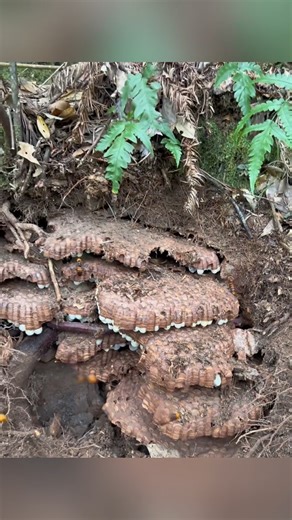 2.8K views · 11 reactions | #hornetcontrol #hornetsafety #hornetnestremoval #pestcontrol #hornetextermination #gianthornets #waspremoval #wildliferescue #hornetattack #hornetnest #wasremoval #removal | Hunter Wasps | Facebook