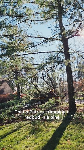 What’s killing your oaks? Here’s what to look for—and how we help stop it. #TreemasterLLC #treearborist #TreeJobs #trimmingredoaks | TreeMaster LLC