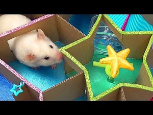 Funny Little Hamster in Star Maze