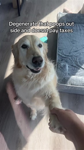 thomas_keal on TikTok