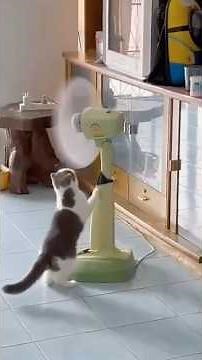Cute Cats Being Silly – Hilarious Cat Fails 🐾