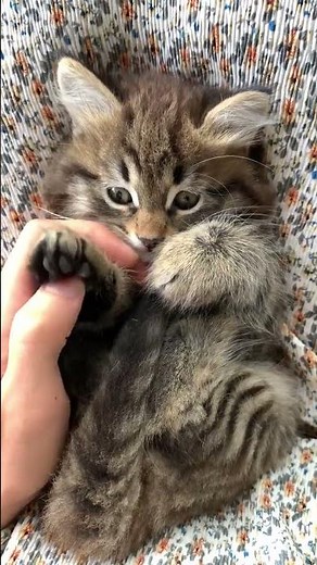 Cute Kitten Snuggling Moment – Too Sweet!