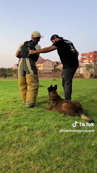 إضحك مع حسام 🤣 أول خطرة يلبس الكوستيم تاع الداتا، وباش نعلّم يخدم شوية توسوس 😂💪🐶🔥 #prodogsb #تدريب_الكلاب #malinois #الجزائر #dog @Clube dressage de chien @club éducation & sport canin